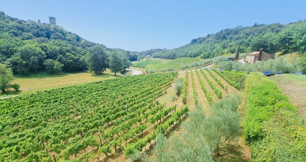 Weingut Kozlovic